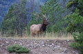 Jasper NP 'Wapiti Icefields Parkway' 21_09_2011 (18)